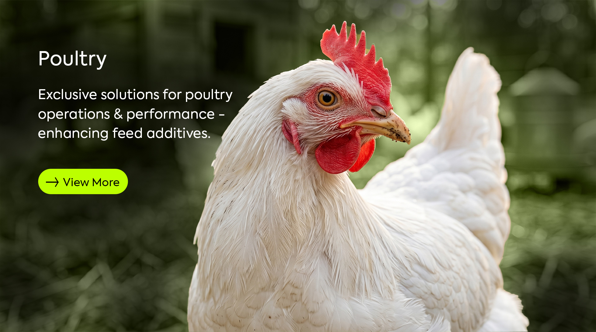 poultry website.jpg