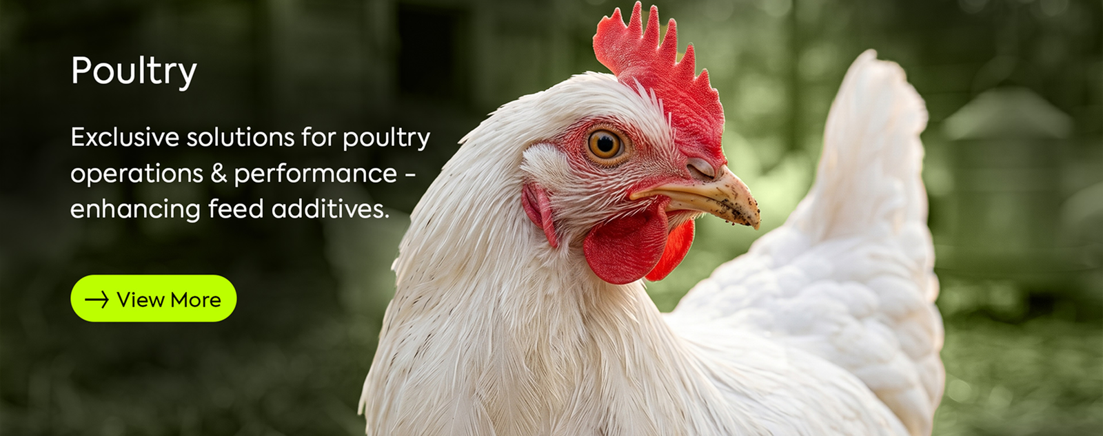 poultry website.jpg 1