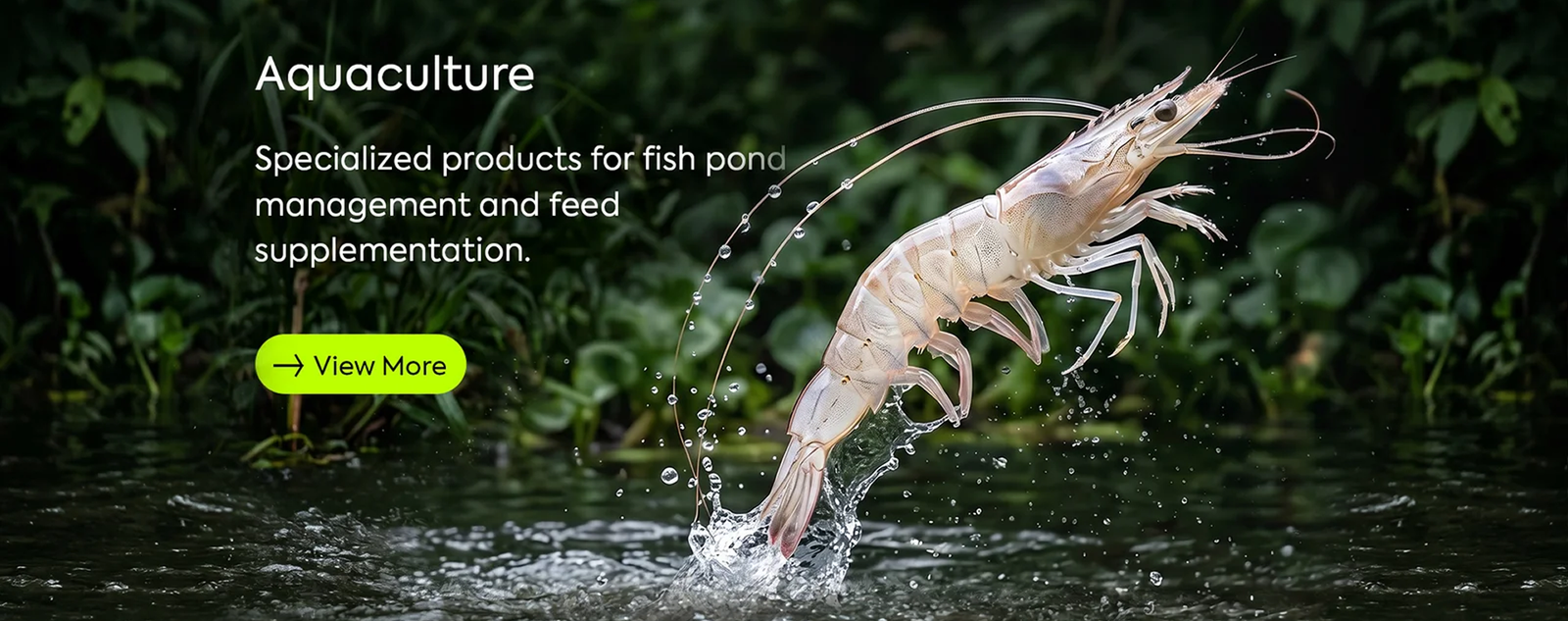 shrimp-system-view.jpg 1